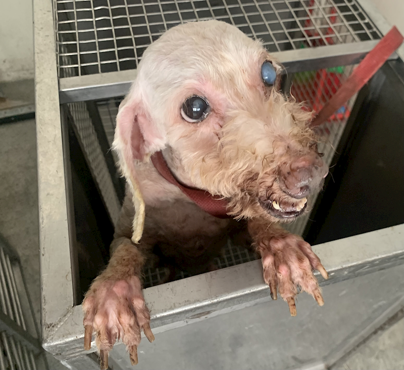 臺北市動物之家,編號:420559, 貴賓犬        