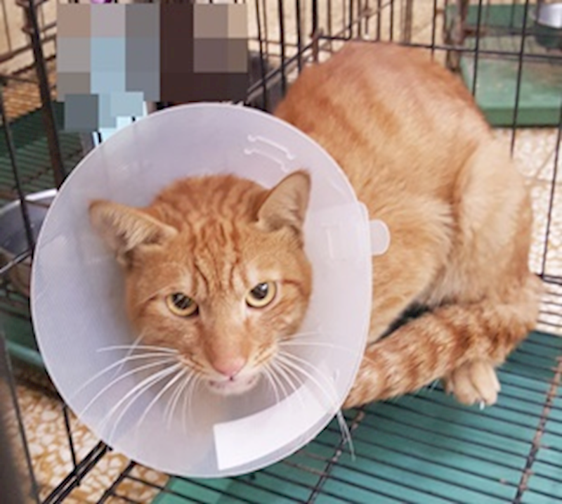 臺中市動物之家后里園區,編號:436663, 混種貓                 