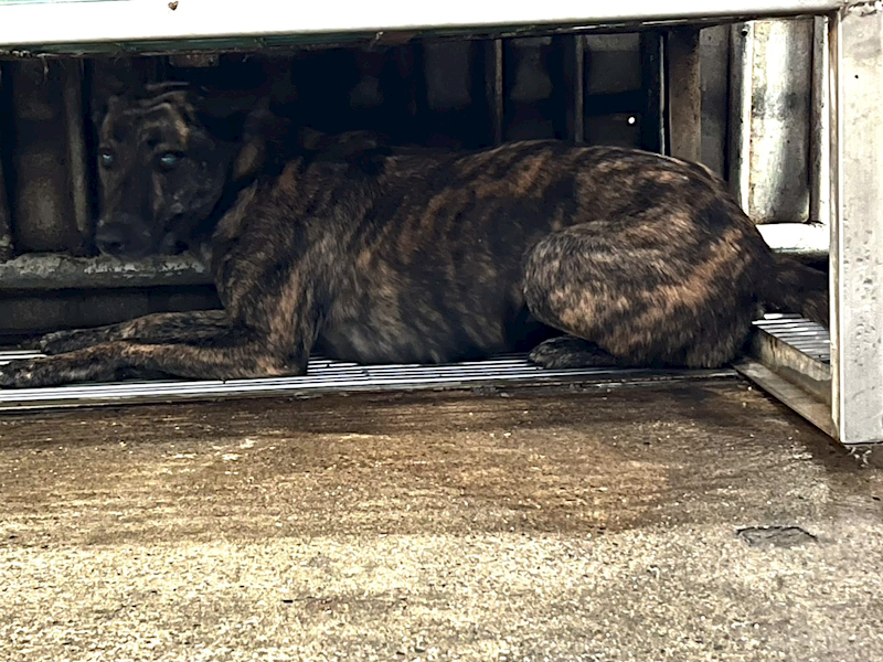 彰化縣流浪狗中途之家,編號:436659, 混種犬          