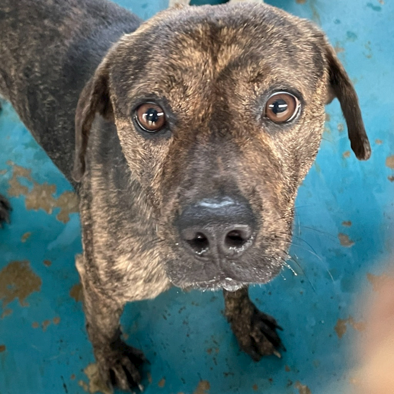 苗栗縣動物保護教育園區,編號:362663, 混種犬          