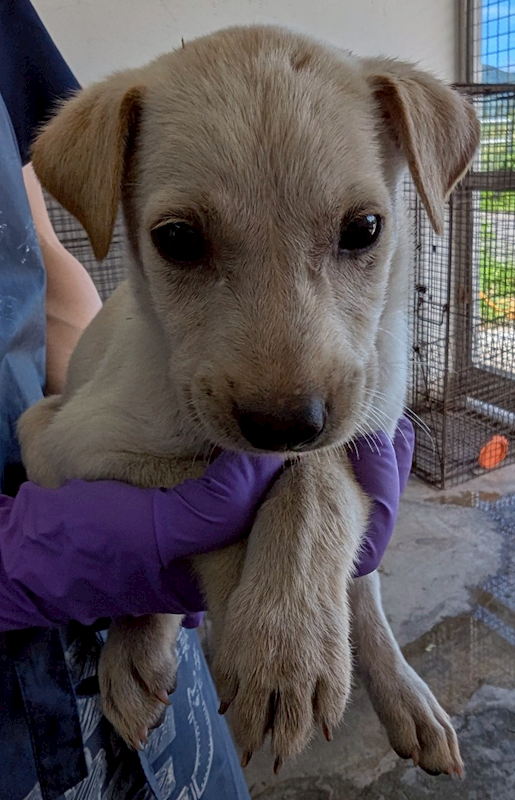 花蓮縣狗貓躍動園區,編號:409082, 混種犬          