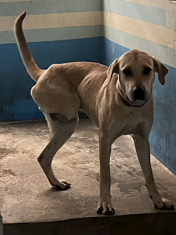 苗栗縣動物保護教育園區,編號:399939, 混種犬          