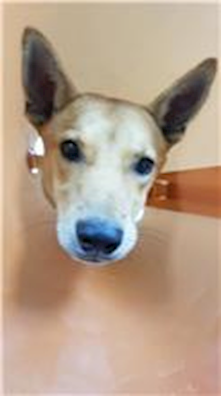 苗栗縣動物保護教育園區,編號:346372, 混種犬          