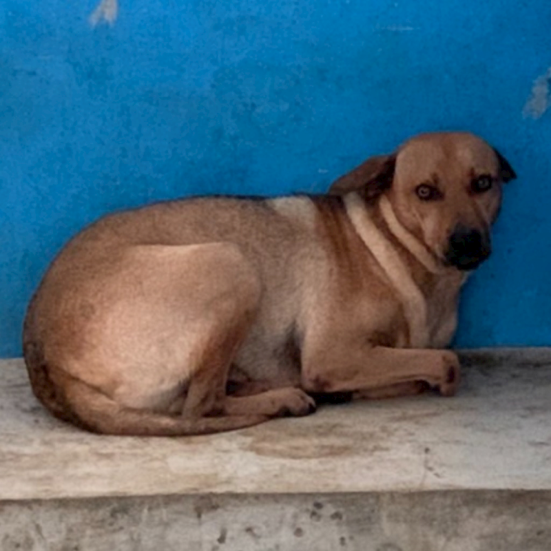 苗栗縣動物保護教育園區,編號:329261, 混種犬          