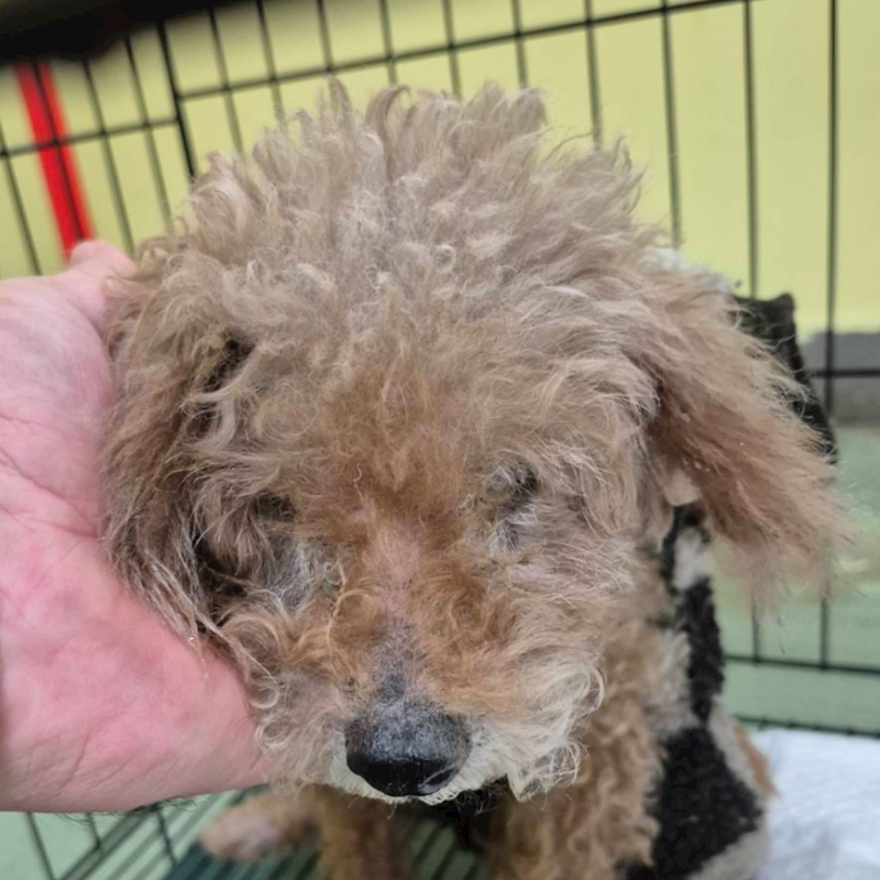 臺南市動物之家善化站,編號:436702, 貴賓犬        