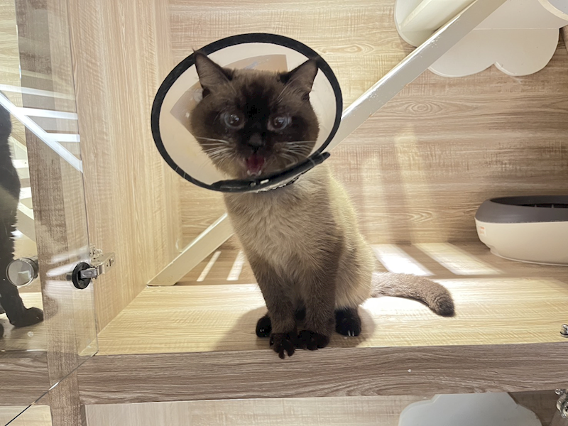 桃園市動物保護教育園區,編號:436707, 暹羅貓                 