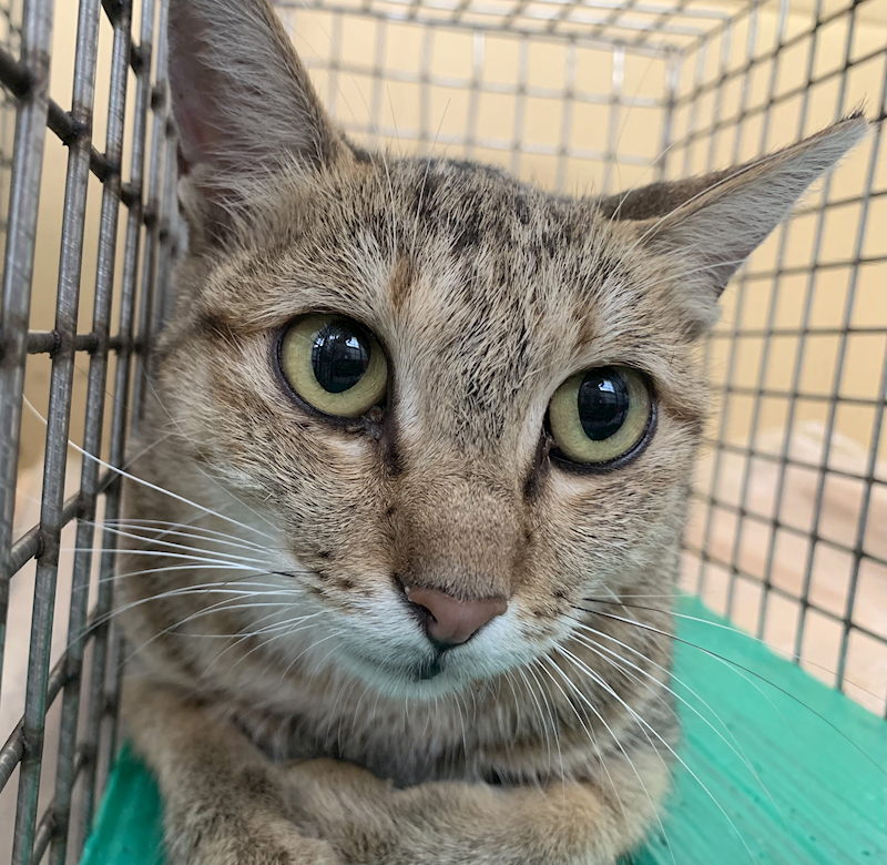 臺北市動物之家,編號:420057, 混種貓                 