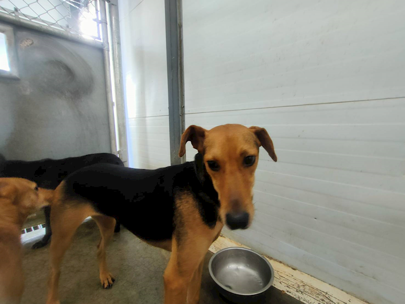 臺北市動物之家,編號:384581, 混種犬          