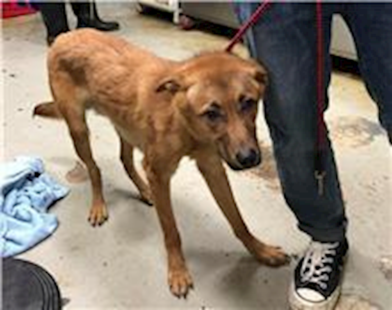 臺北市動物之家,編號:152062, 台灣犬