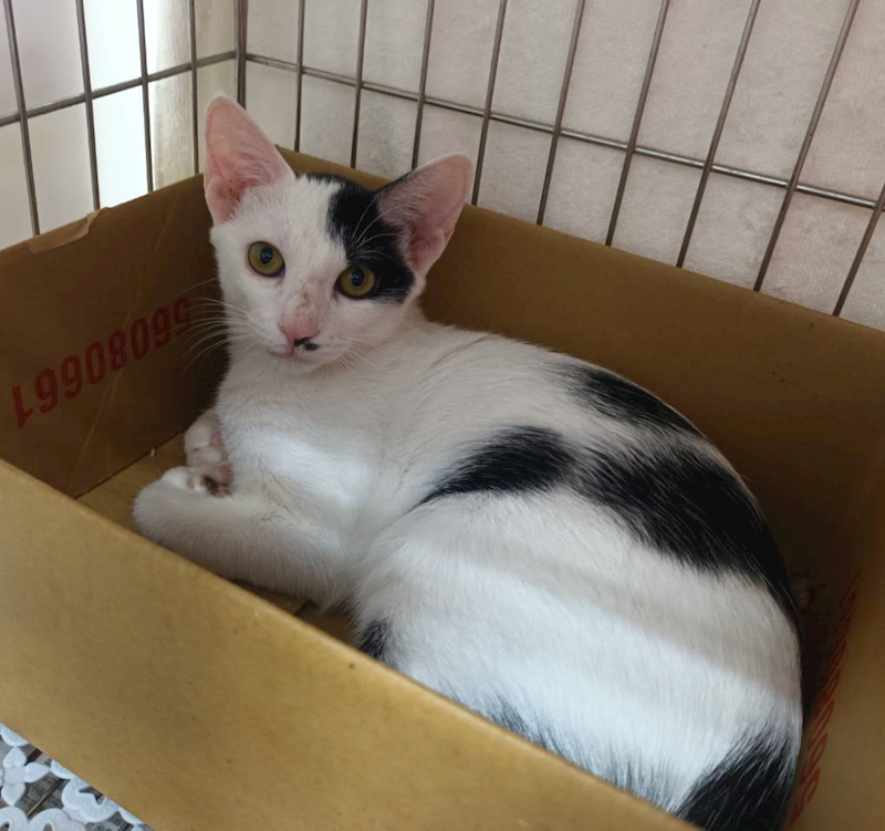 新北市板橋區公立動物之家,編號:428964, 混種貓                 