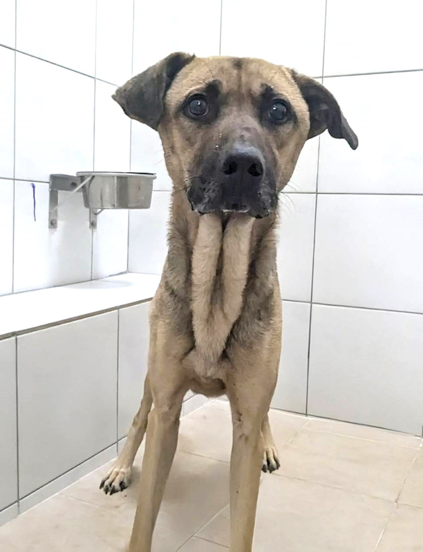 新竹縣動物保護教育園區,編號:435922, 混種犬          