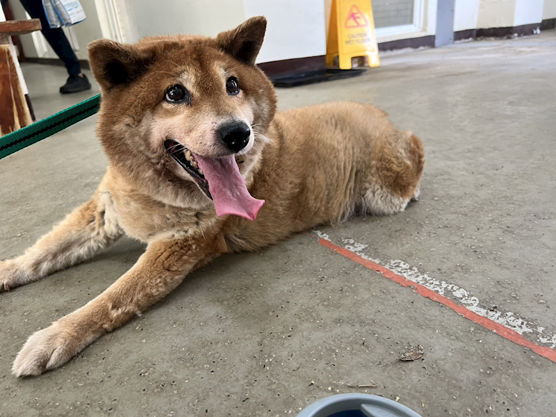 桃園市動物保護教育園區,編號:416458, 柴犬                  