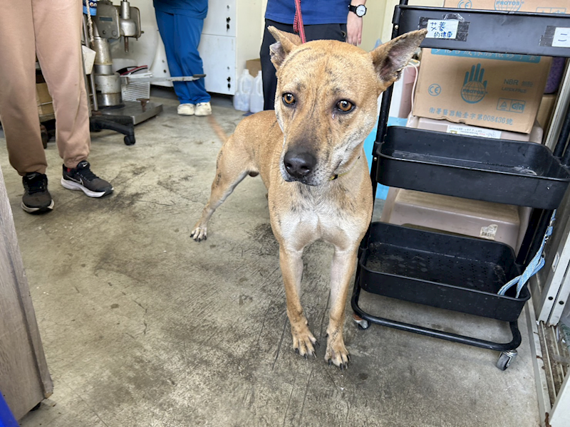 臺北市動物之家,編號:343697, 混種犬          