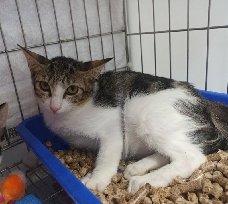 新北市板橋區公立動物之家,編號:424711, 混種貓                 