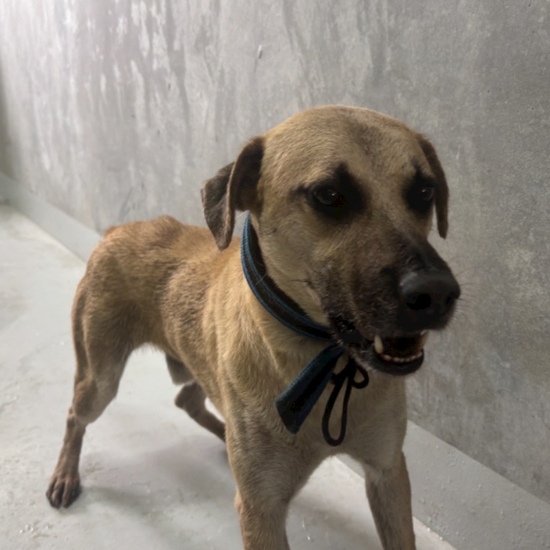 基隆市寵物銀行,編號:423361, 混種犬          