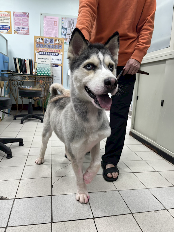 彰化縣流浪狗中途之家,編號:436453, 哈士奇(西伯利亞雪橇犬)