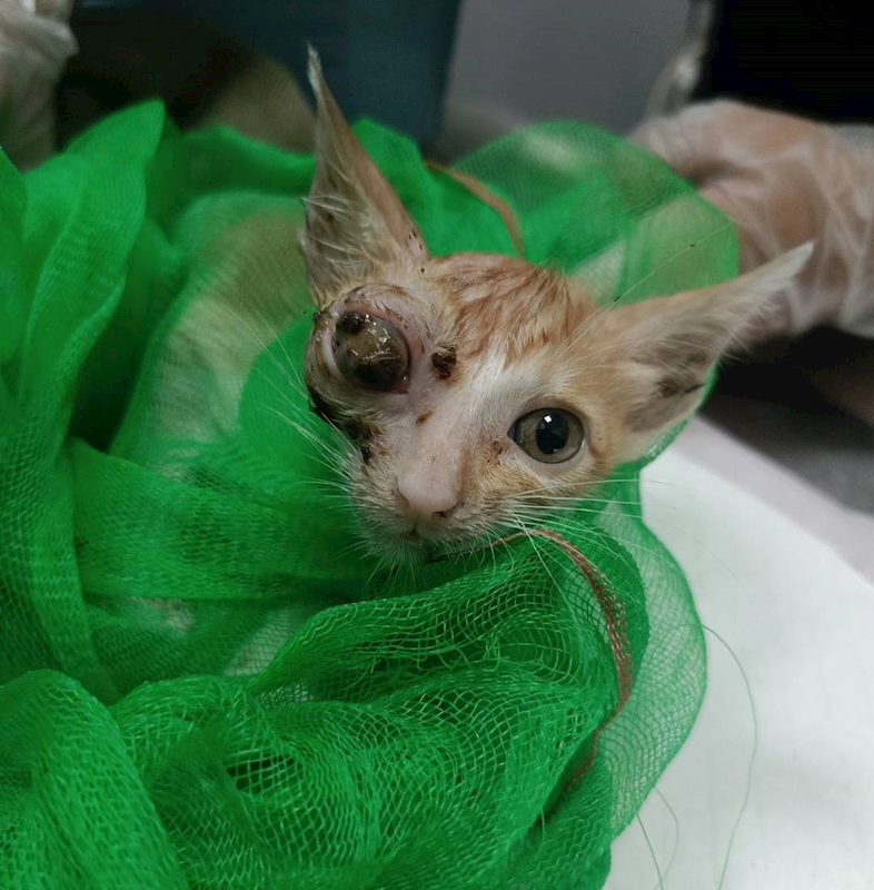 嘉義市動物保護教育園區,編號:426489, 混種貓                 