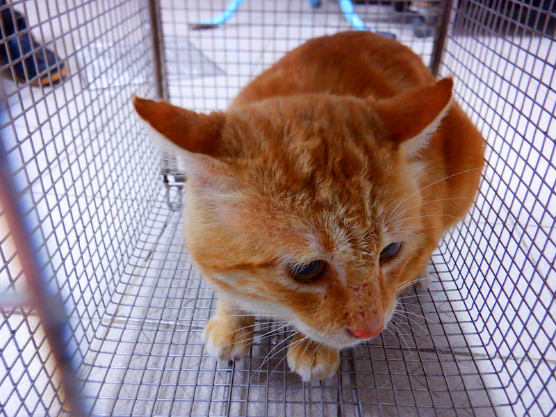 南投縣公立動物收容所,編號:436598, 混種貓                 