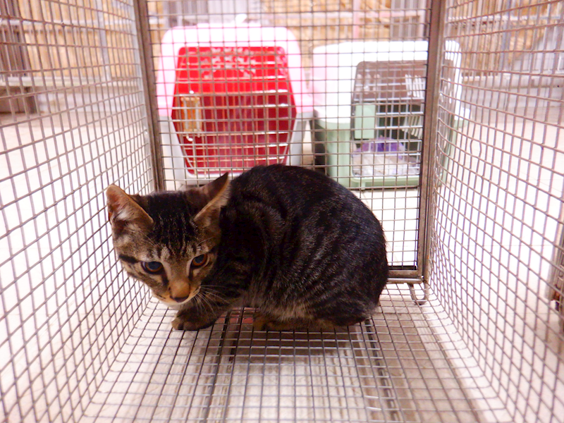 南投縣公立動物收容所,編號:436601, 混種貓                 