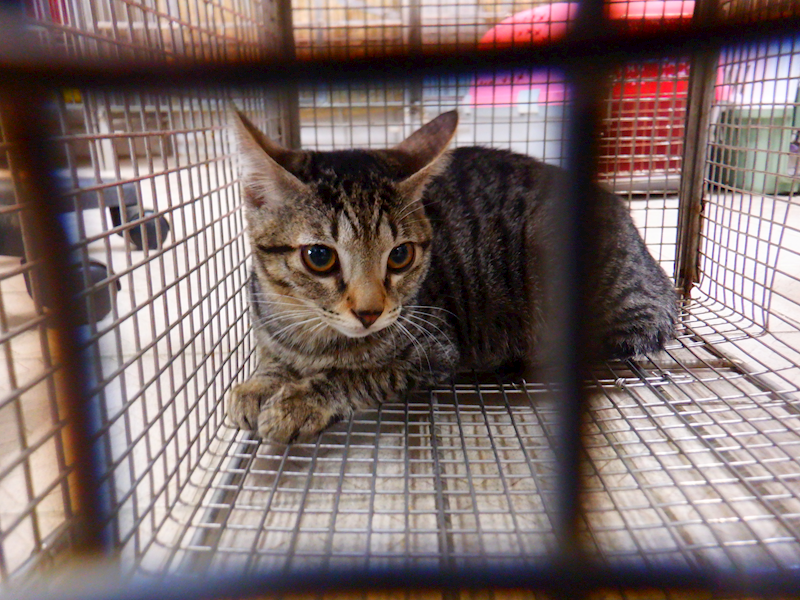 南投縣公立動物收容所,編號:436602, 混種貓                 