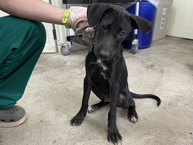 臺北市動物之家,編號:429385, 混種犬          