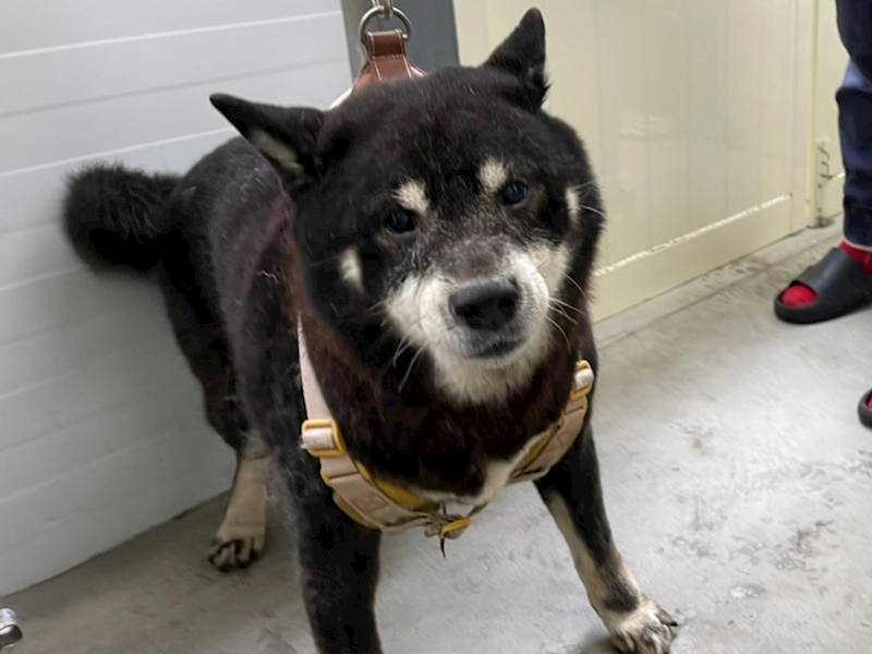 臺北市動物之家,編號:292095, 柴犬                  