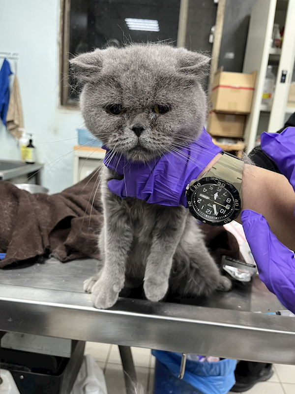 彰化縣流浪狗中途之家,編號:431917, 英國短毛貓               