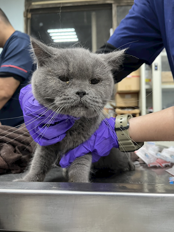 彰化縣流浪狗中途之家,編號:431918, 英國短毛貓               