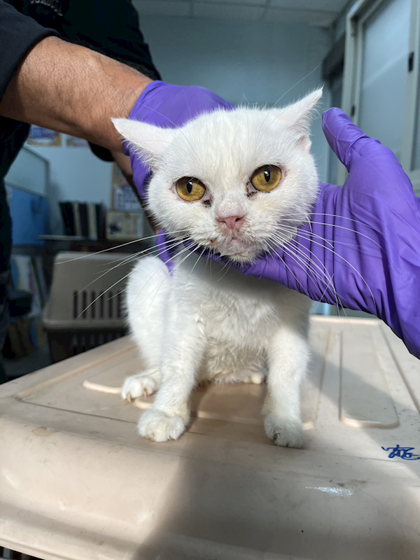 彰化縣流浪狗中途之家,編號:431867, 英國短毛貓               