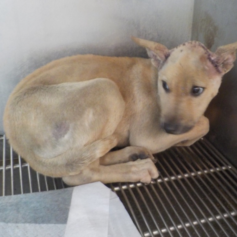 南投縣公立動物收容所,編號:435068, 混種犬          