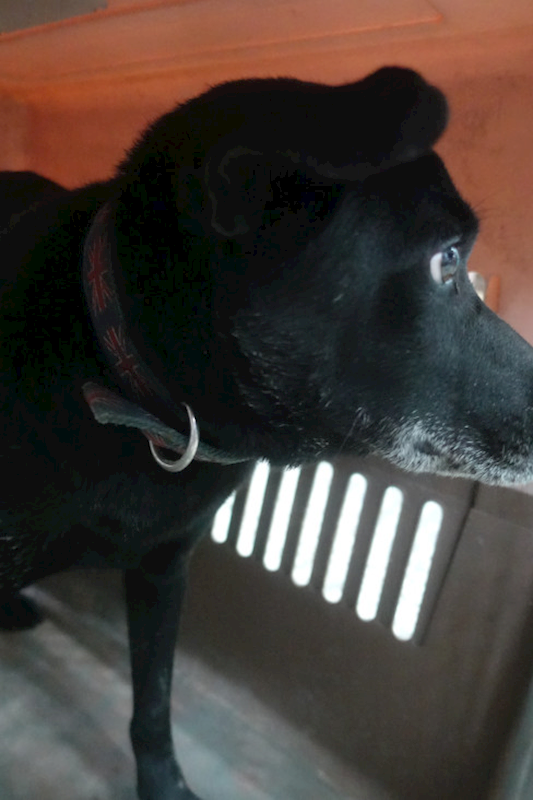 宜蘭縣流浪動物中途之家,編號:436751, 混種犬          