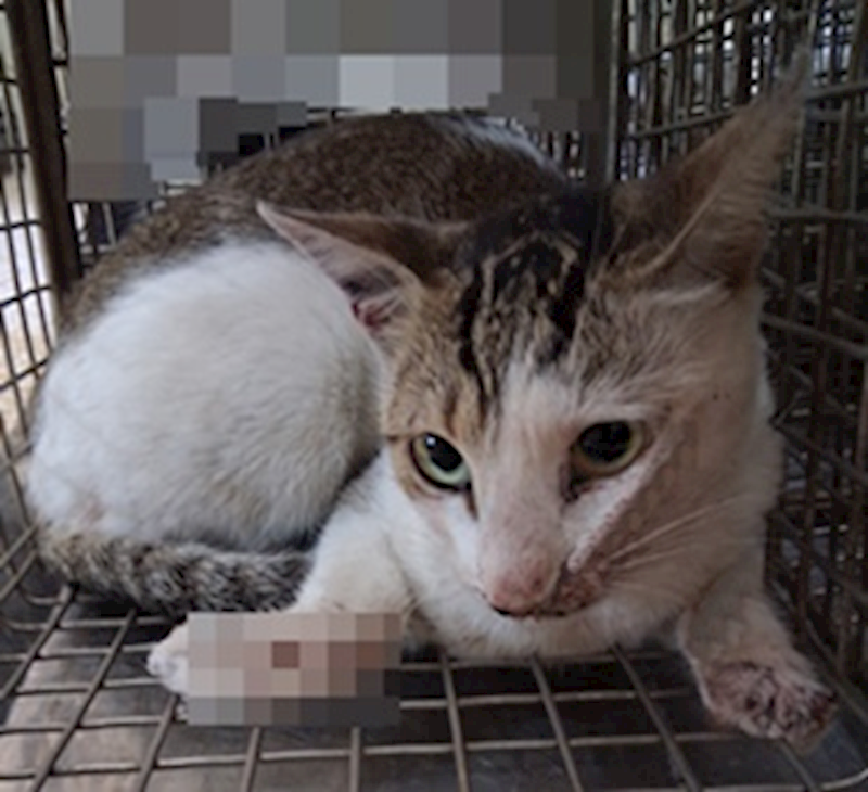 臺中市動物之家后里園區,編號:436936, 混種貓                 