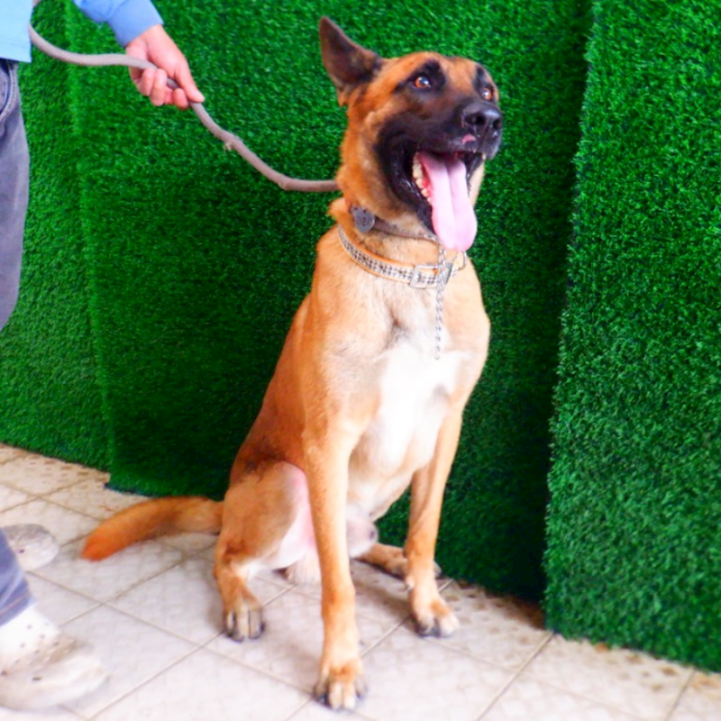 南投縣公立動物收容所,編號:435728, 比利時狼犬