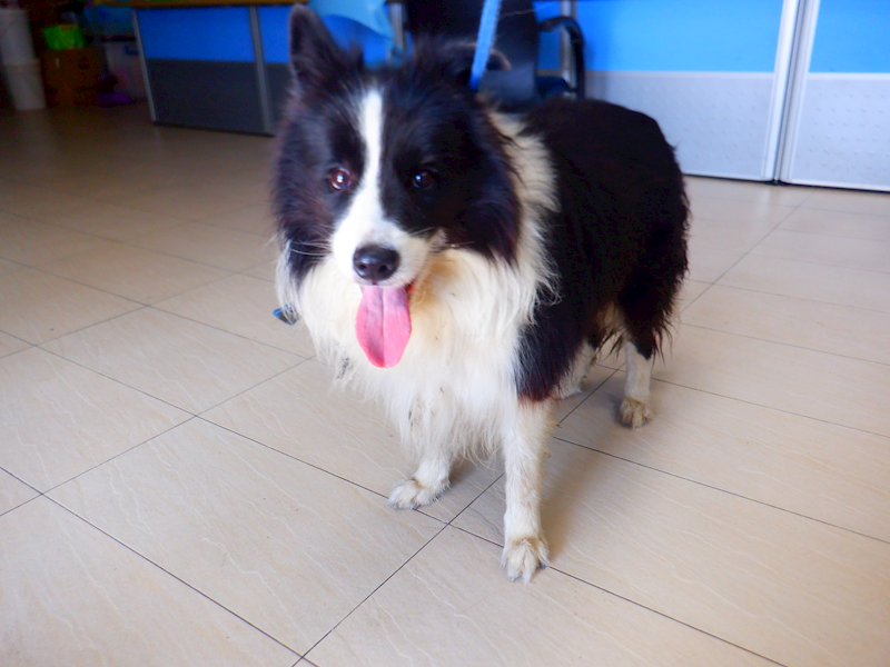 南投縣公立動物收容所,編號:436117, 邊境牧羊犬