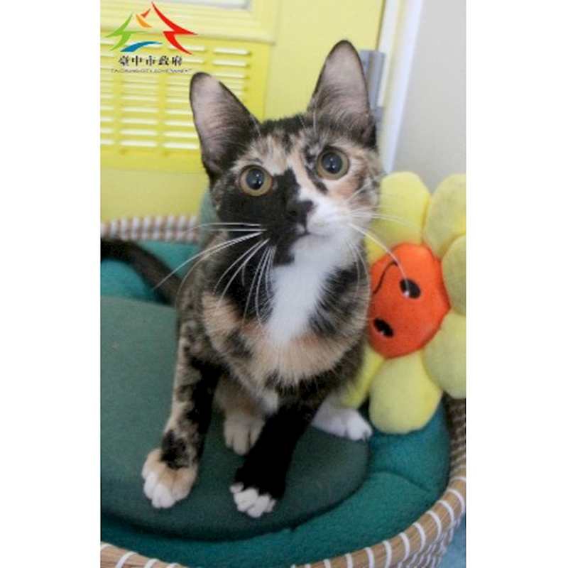 臺中市動物之家后里園區,編號:431441, 混種貓                 