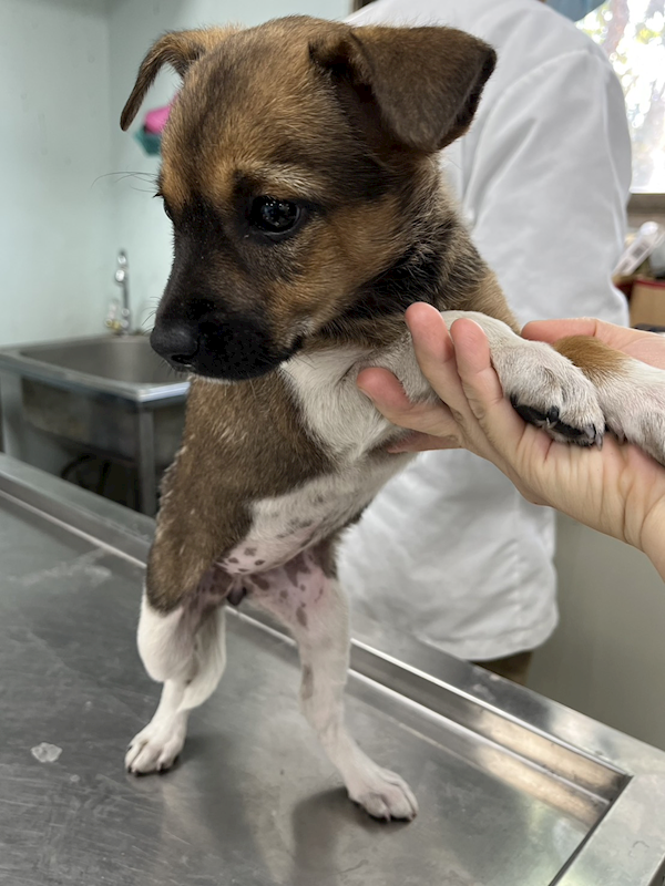 彰化縣流浪狗中途之家,編號:436832, 混種犬          