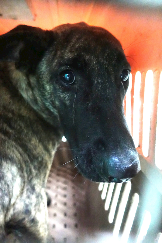 宜蘭縣流浪動物中途之家,編號:437092, 混種犬          