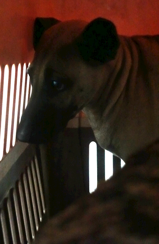 宜蘭縣流浪動物中途之家,編號:437091, 混種犬          