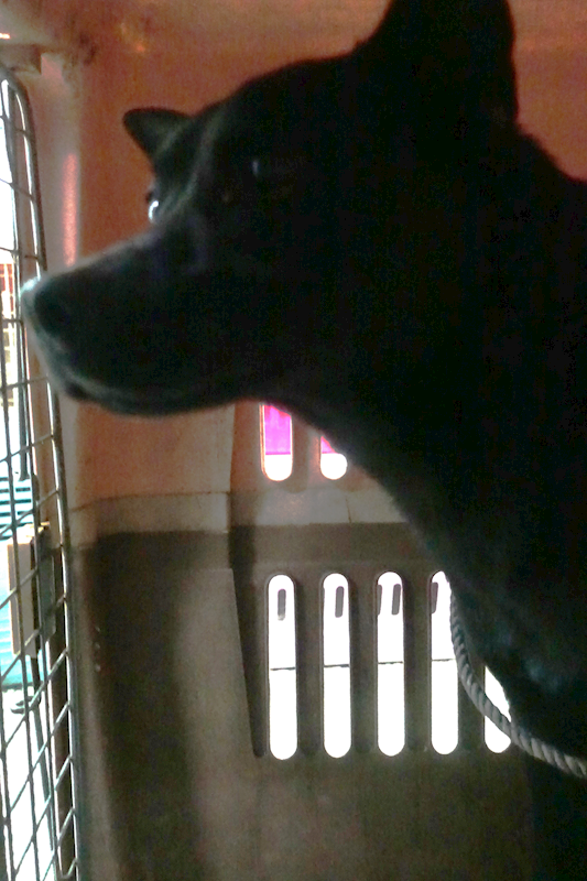 宜蘭縣流浪動物中途之家,編號:437074, 混種犬          