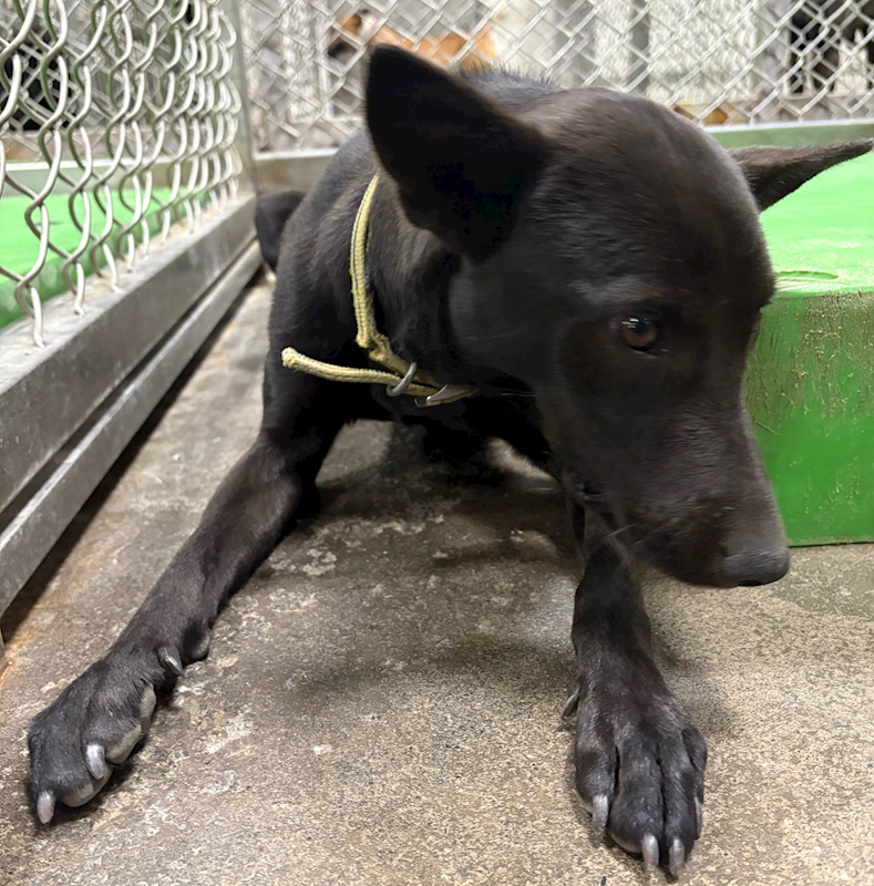 臺東縣動物收容中心,編號:437066, 混種犬          