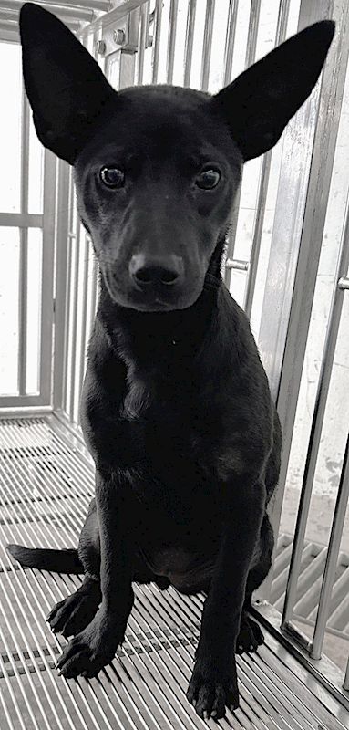 花蓮縣狗貓躍動園區,編號:387650, 混種犬          