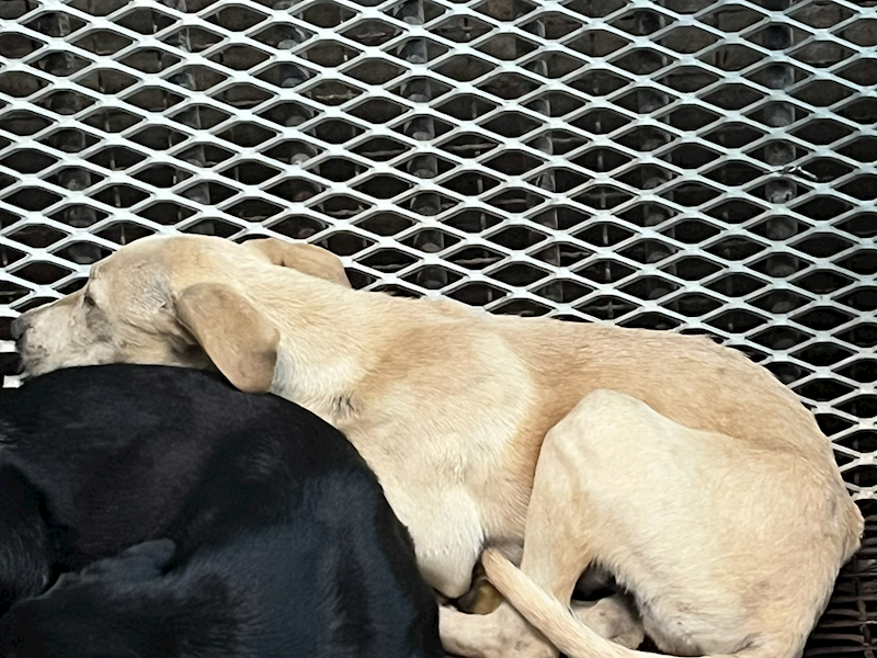 彰化縣流浪狗中途之家,編號:437029, 混種犬          