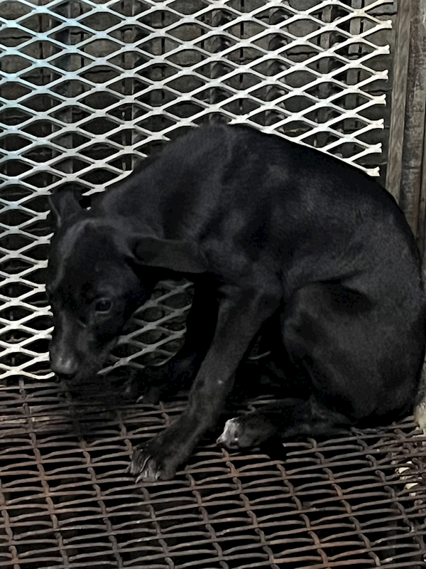 彰化縣流浪狗中途之家,編號:437027, 混種犬          