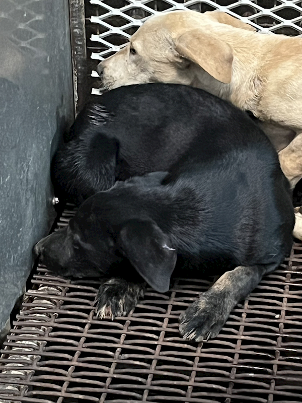 彰化縣流浪狗中途之家,編號:437024, 混種犬          