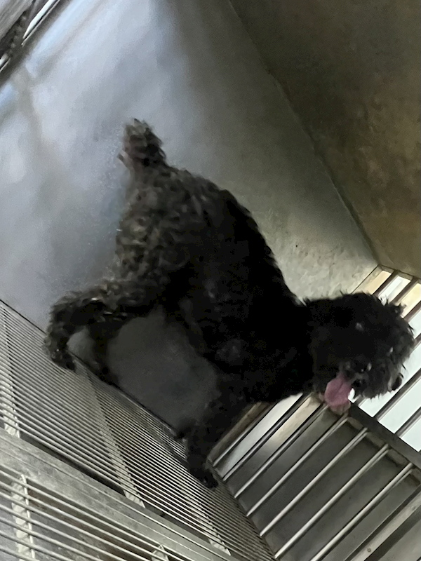 彰化縣流浪狗中途之家,編號:437022, 貴賓犬        