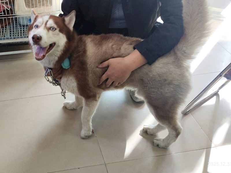 高雄市壽山動物保護教育園區,編號:437001, 哈士奇(西伯利亞雪橇犬)