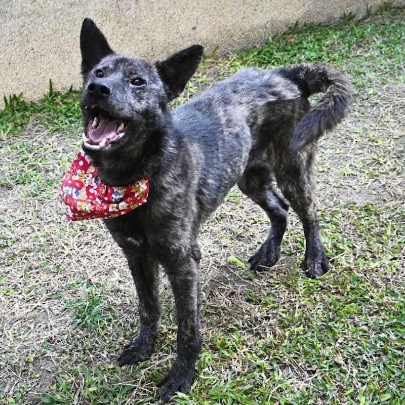 花蓮縣狗貓躍動園區,編號:342371, 混種犬          