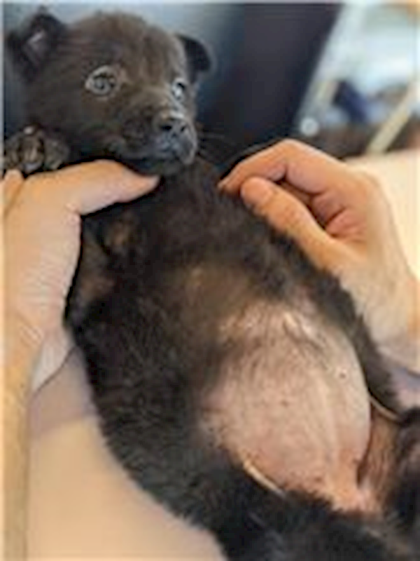 花蓮縣狗貓躍動園區,編號:252204, 混種犬          