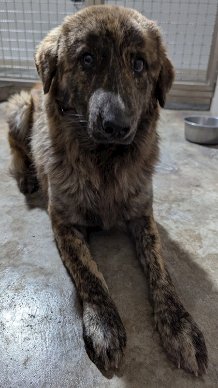 花蓮縣狗貓躍動園區,編號:390614, 混種犬          