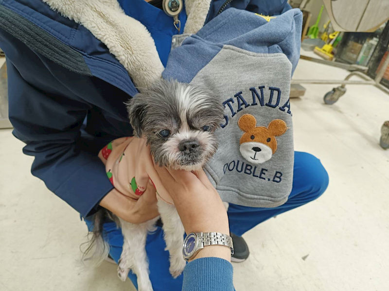 新竹市動物保護教育園區,編號:436812, 西施犬              